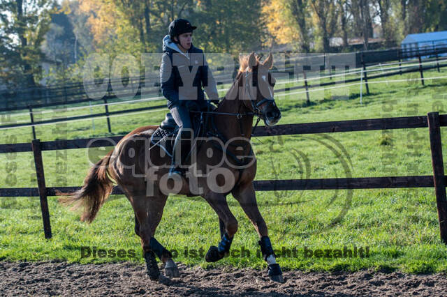 Vielseitigkeitslehrgang mit Jürg Kurbel (9.+10.11.2019)