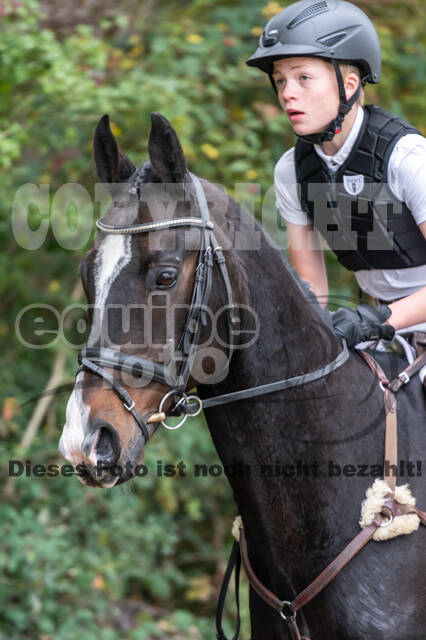 Goldene Schärpe 2020 - Pferde