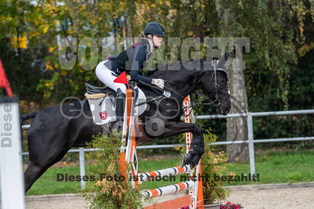 Goldene Schärpe 2020 - Pferde