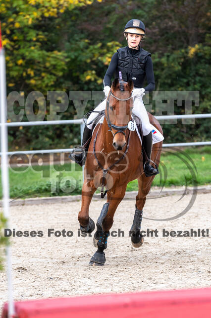 Goldene Schärpe 2020 - Pferde