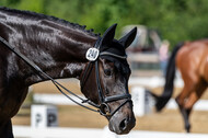 Westerstede Horse Trials 2021