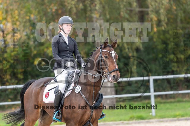 Goldene Schärpe 2020 - Pferde