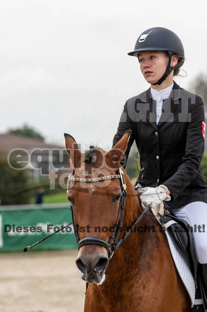 Goldene Schärpe 2020 - Pferde