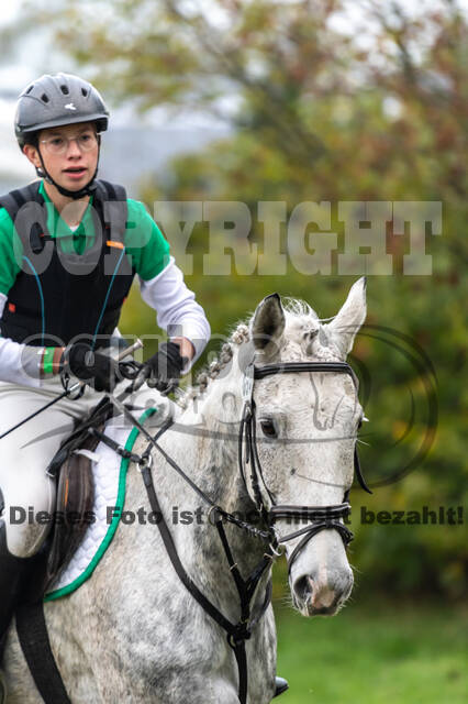 Goldene Schärpe 2020 - Pferde