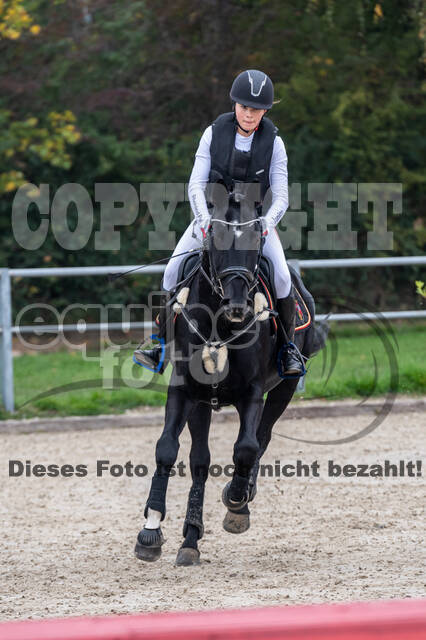 Goldene Schärpe 2020 - Pferde