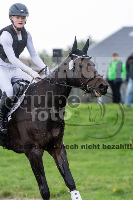 Goldene Schärpe 2020 - Pferde