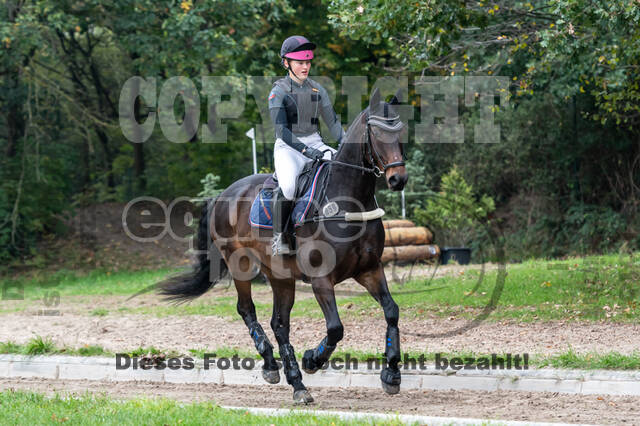 Goldene Schärpe 2020 - Pferde