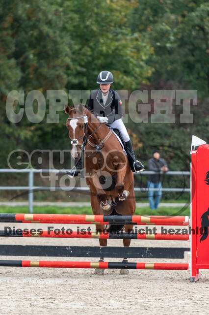 Goldene Schärpe 2020 - Pferde