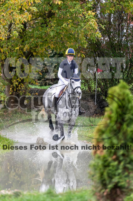 Goldene Schärpe 2020 - Pferde