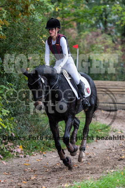 Goldene Schärpe 2020 - Pferde