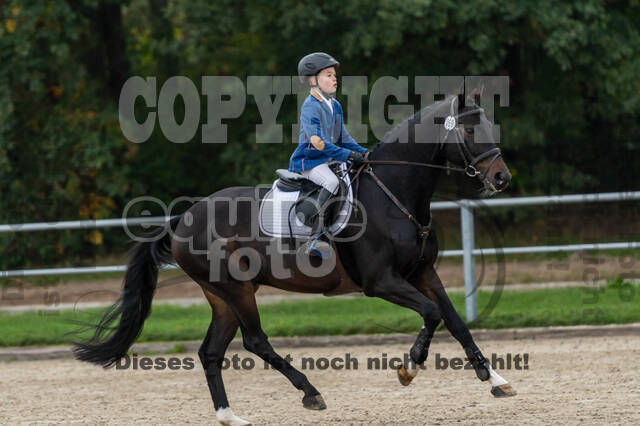 Goldene Schärpe 2020 - Pferde