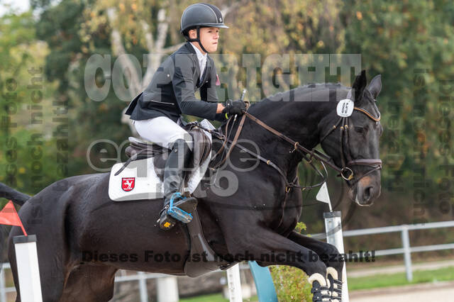 Goldene Schärpe 2020 - Pferde