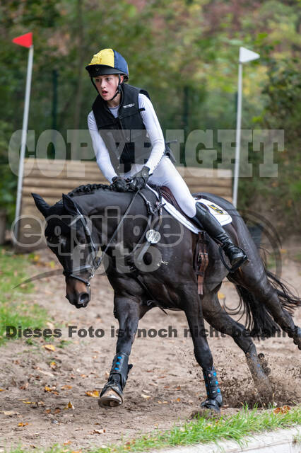 Goldene Schärpe 2020 - Pferde