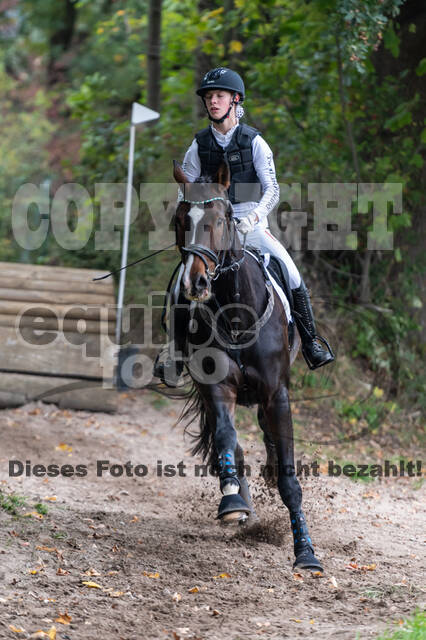 Goldene Schärpe 2020 - Pferde