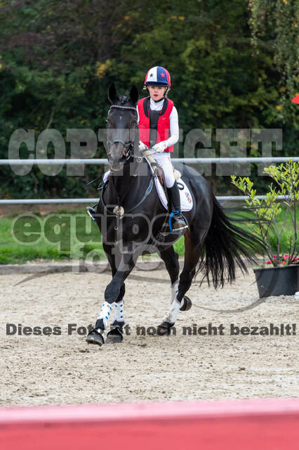 Goldene Schärpe 2020 - Pferde