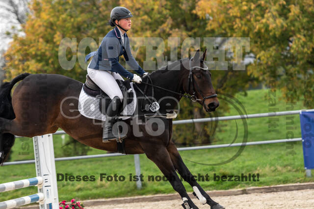 Goldene Schärpe 2020 - Pferde