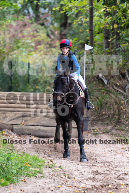 Goldene Schärpe 2020 - Pferde