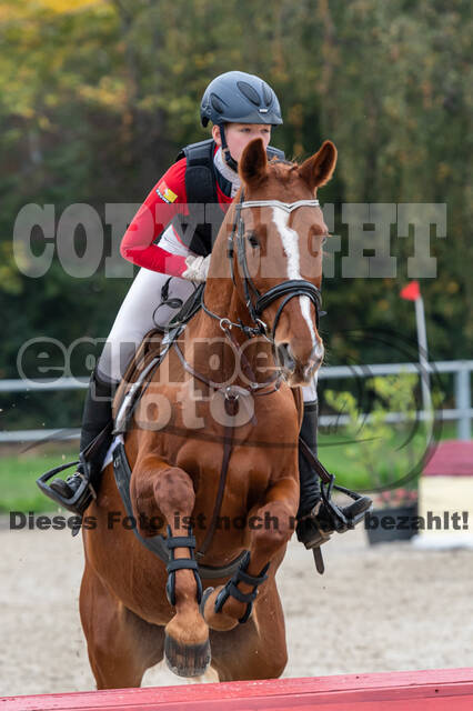 Goldene Schärpe 2020 - Pferde