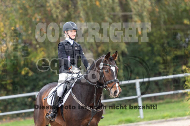 Goldene Schärpe 2020 - Pferde