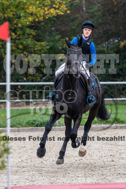 Goldene Schärpe 2020 - Pferde