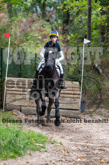 Goldene Schärpe 2020 - Pferde