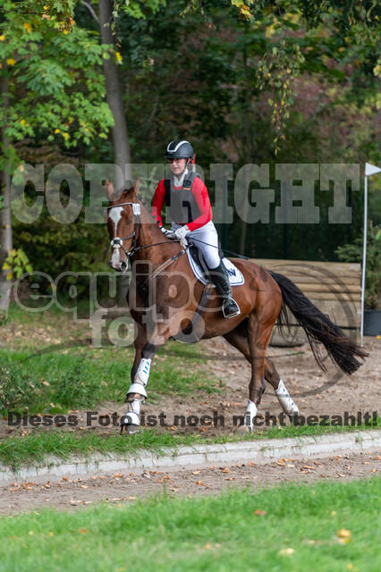 Goldene Schärpe 2020 - Pferde