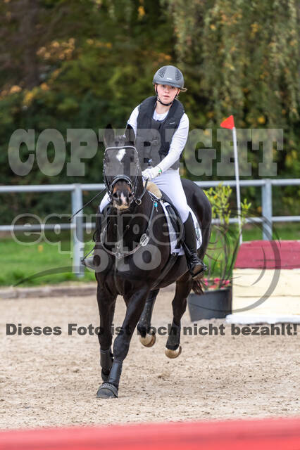 Goldene Schärpe 2020 - Pferde