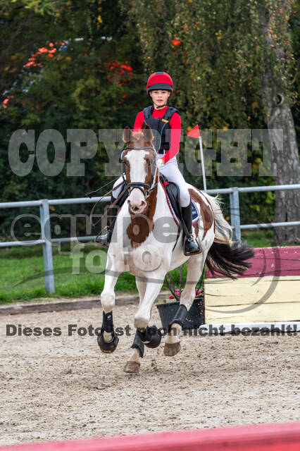 Goldene Schärpe 2020 - Pferde