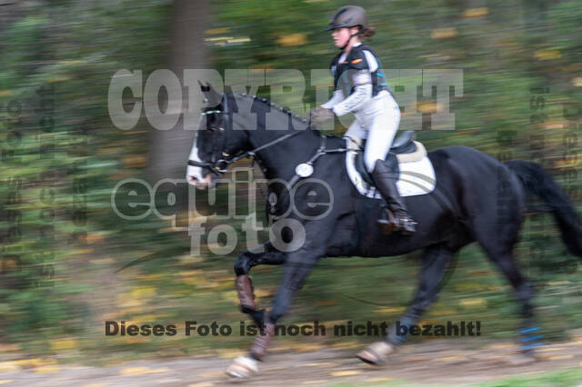 Goldene Schärpe 2020 - Pferde