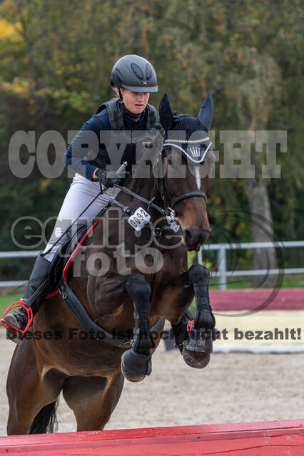 Goldene Schärpe 2020 - Pferde