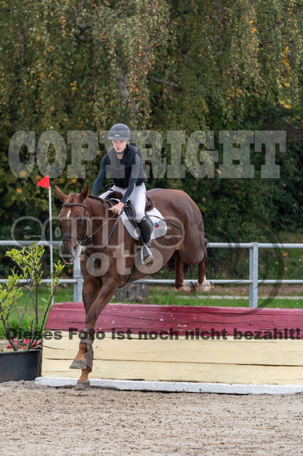 Goldene Schärpe 2020 - Pferde