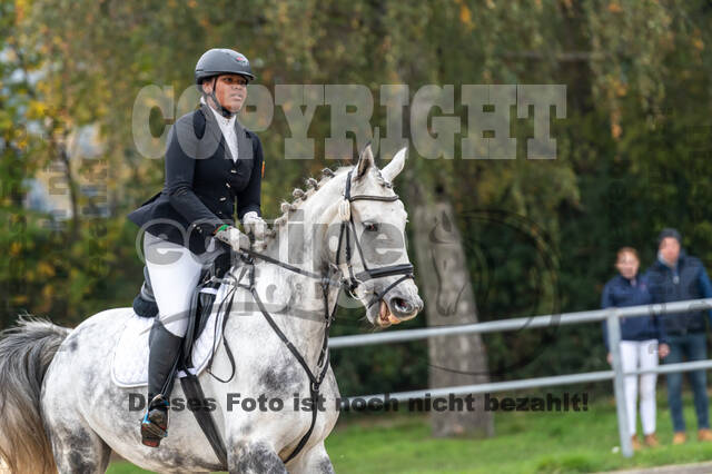 Goldene Schärpe 2020 - Pferde