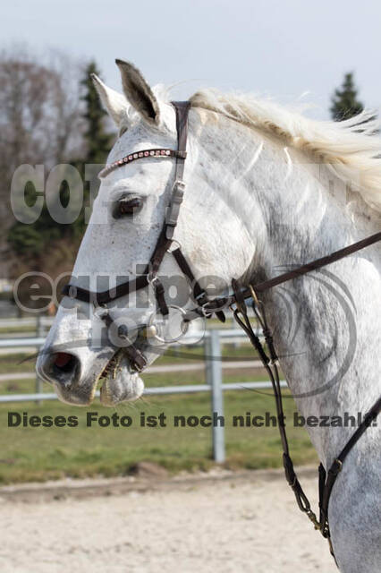 Eventing Langenfeld 2018
