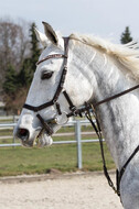 Eventing Langenfeld 2018