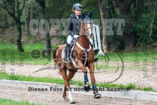 Goldene Schärpe 2020 - Pferde