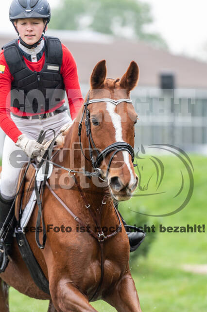 Goldene Schärpe 2020 - Pferde