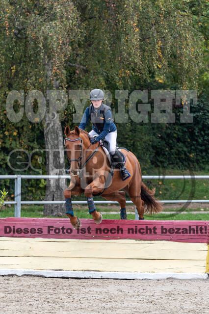 Goldene Schärpe 2020 - Pferde