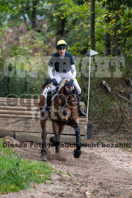 Goldene Schärpe 2020 - Pferde