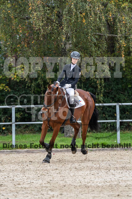 Goldene Schärpe 2020 - Pferde