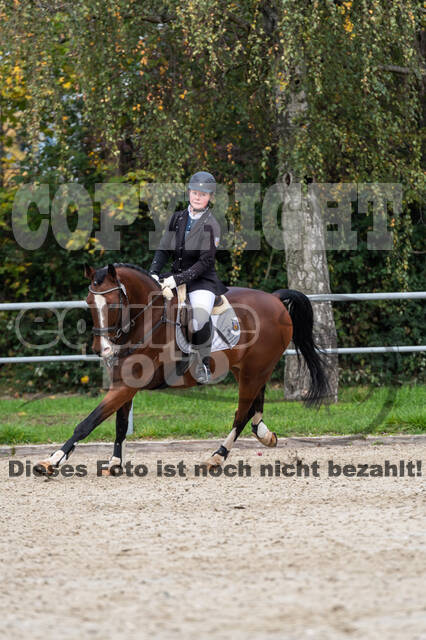 Goldene Schärpe 2020 - Pferde