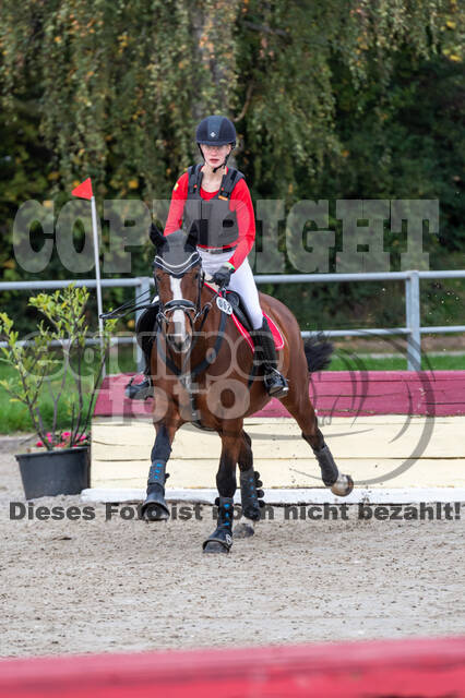 Goldene Schärpe 2020 - Pferde