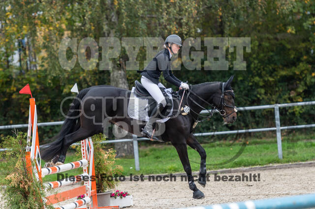 Goldene Schärpe 2020 - Pferde