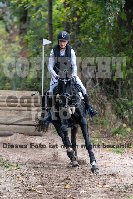Goldene Schärpe 2020 - Pferde