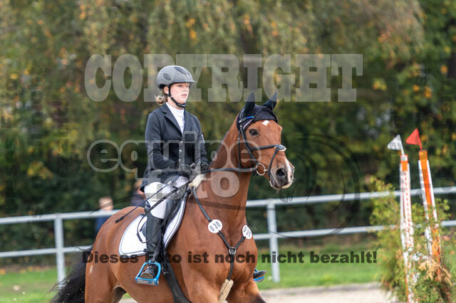 Goldene Schärpe 2020 - Pferde