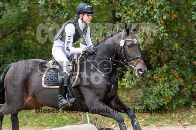 Goldene Schärpe 2020 - Pferde