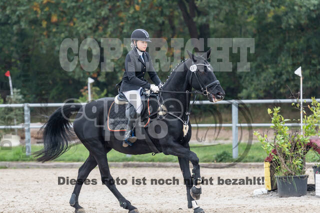 Goldene Schärpe 2020 - Pferde