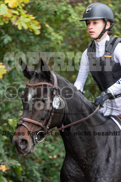 Goldene Schärpe 2020 - Pferde