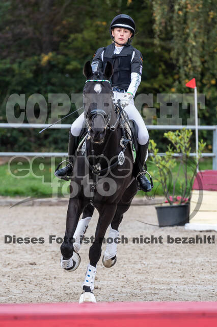 Goldene Schärpe 2020 - Pferde