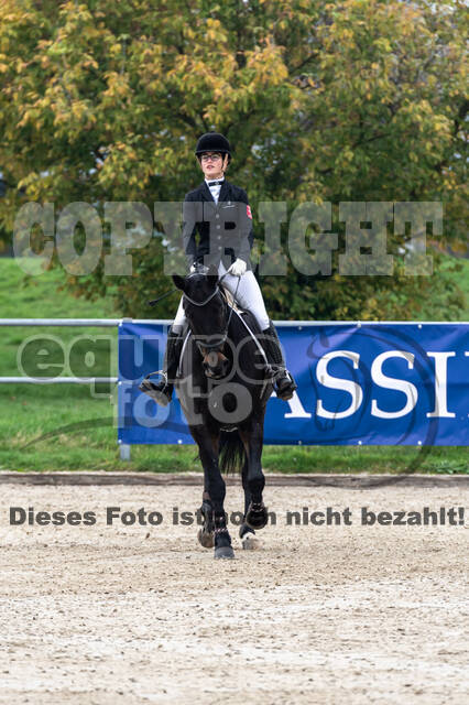 Goldene Schärpe 2020 - Pferde