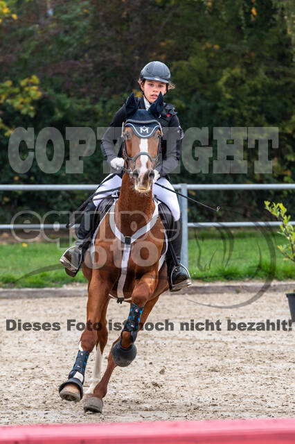 Goldene Schärpe 2020 - Pferde